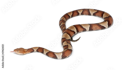 Copperhead snake or highland moccasin - Agkistrodon contortrix photo