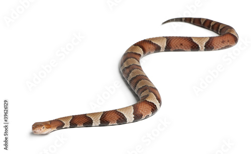 Copperhead snake or highland moccasin - Agkistrodon contortrix © Eric Isselée