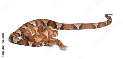 male and female Copperhead snake or highland moccasin