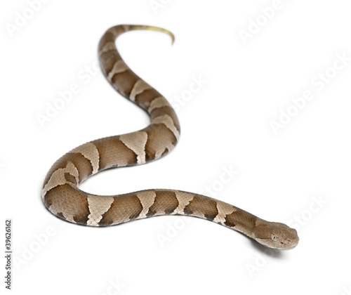 Young Copperhead snake - Agkistrodon contortrix