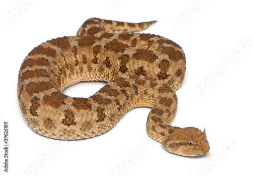 Saharan horned viper - Cerastes cerastes, poisonous