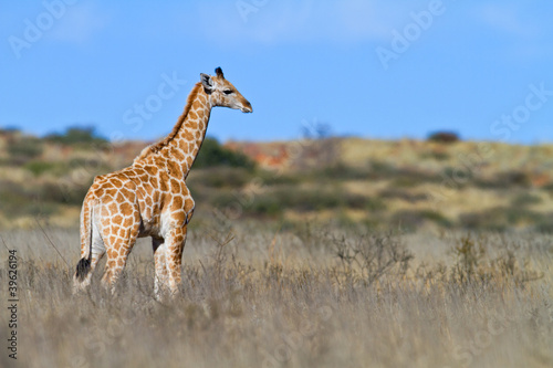 giraffes in kalahari