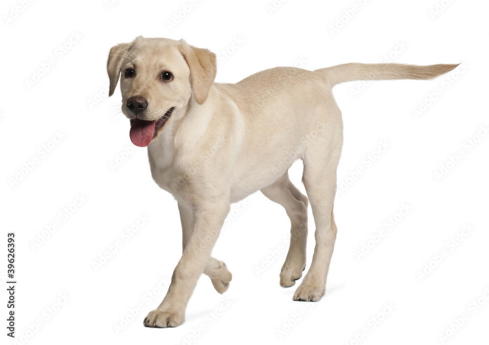 Young Labrador Retriever, 4 months old Young Labrador Retriever, 4 months old