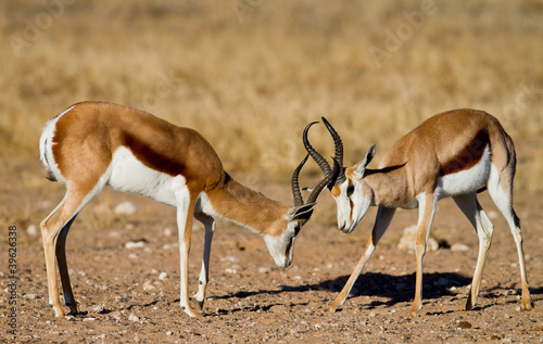 two springbok kalahari 