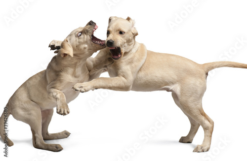 Young Labrador Retriever  4 months old