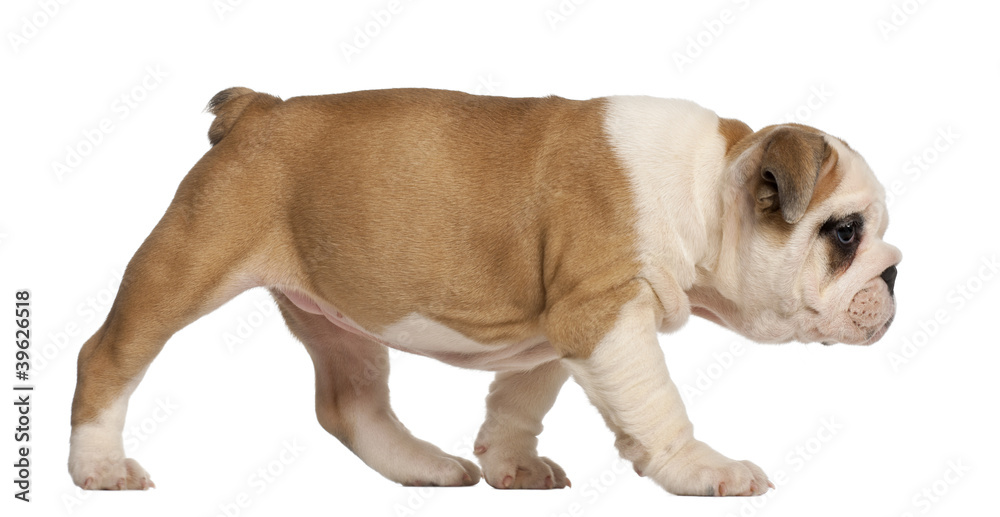 English Bulldog puppy walking, 2 months old