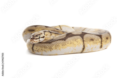 Snake Boa with white background