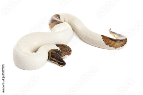 white boa snake｜TikTok Search