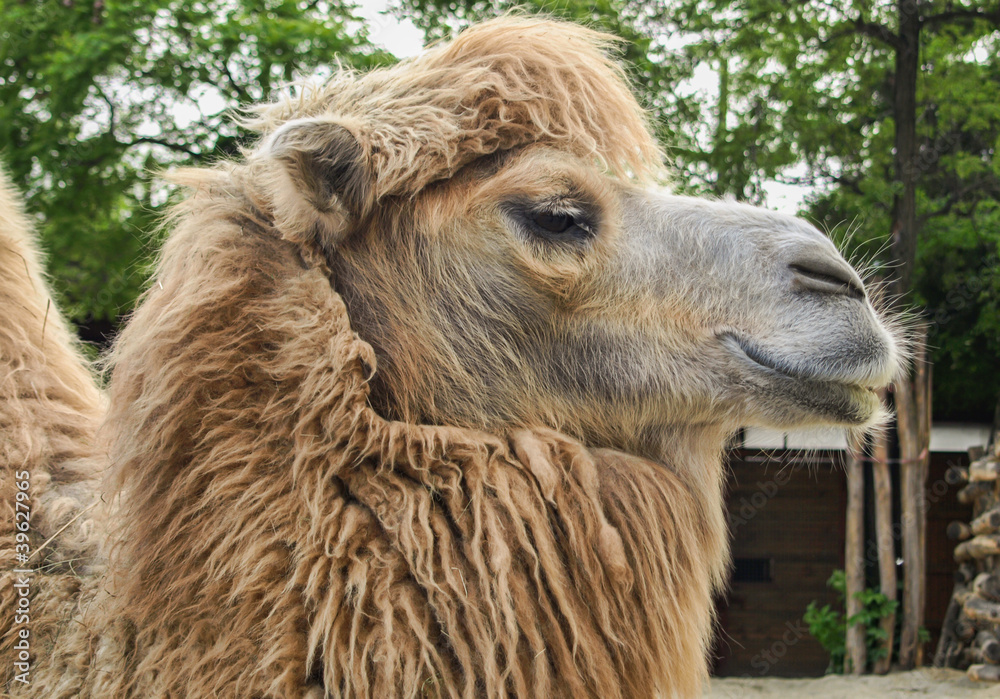 Camel of the zoo in Budapest, Hungary
