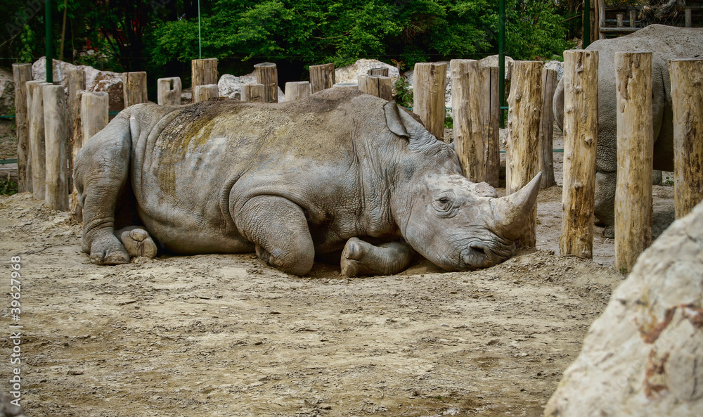 Obraz premium Rhino lying on the ground