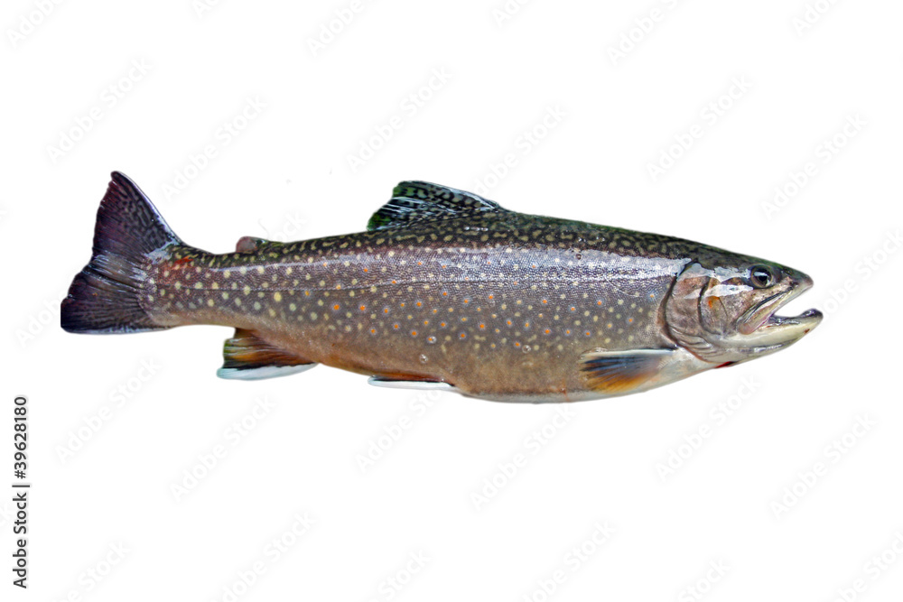 Naklejka premium Common trout