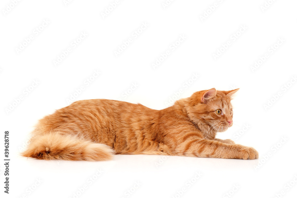 Obraz premium red cat attention lying down