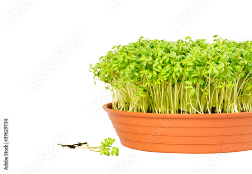 Front view of fresh watercress growing in pot isolated on white background