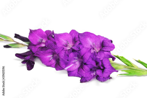 Fototapeta Naklejka Na Ścianę i Meble -  violet gladiolus
