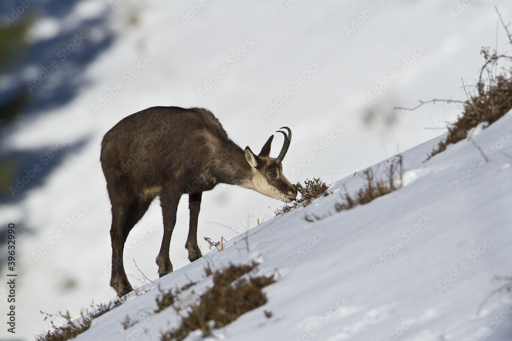 Chamois Chamois