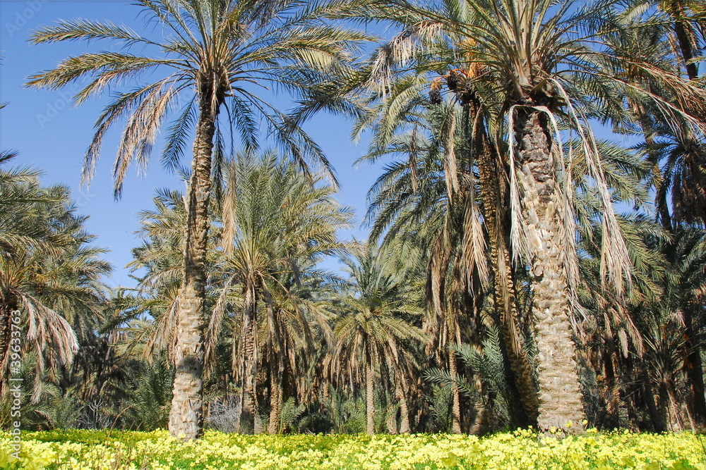 oasis de Mides, palmier dattier 3 oasis de Mides, palmier dattier 3
