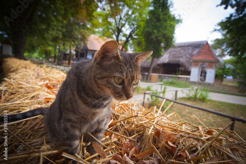 Farmyard cat sitting on straw