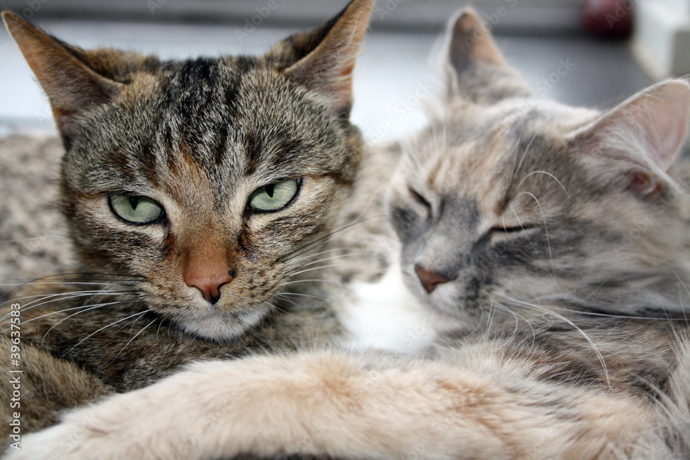 tabby cats tabby cats