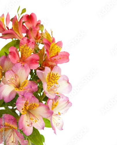Bouquet of Alstroemeria flowers isolated on white background.