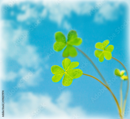 Abstract natural background, clover over sky © Anna Om