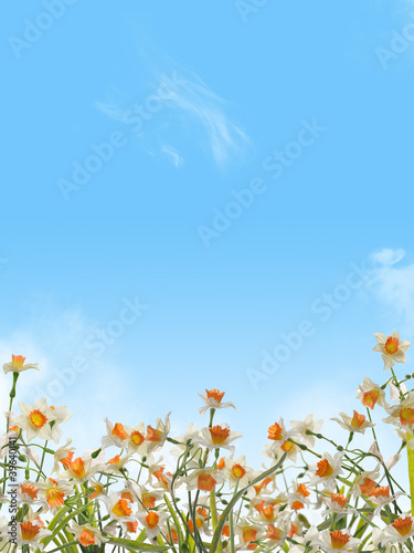 Flowering daffodils on blue sky background