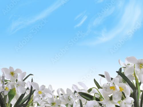 Flowering snowdrops on blue sky background