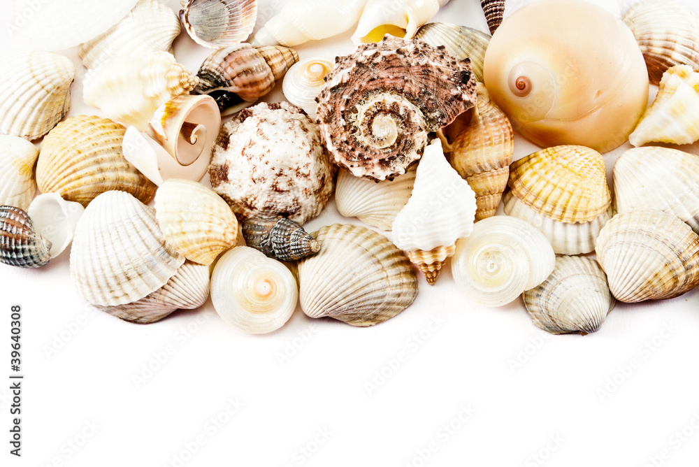 Seashells. Seashells.
