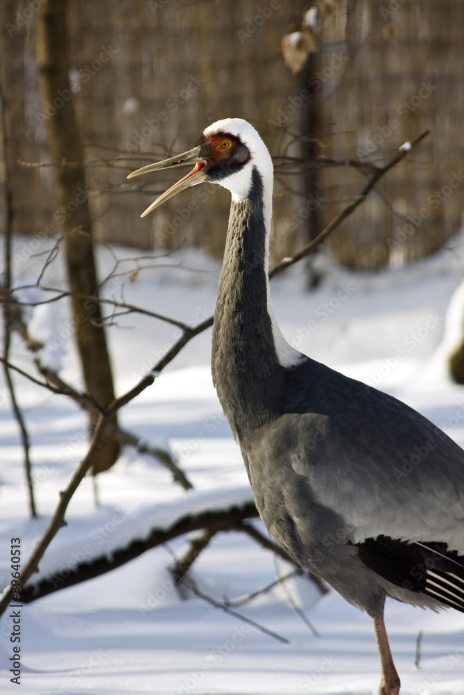 Naklejka premium White-naped crane (Grus vipio)