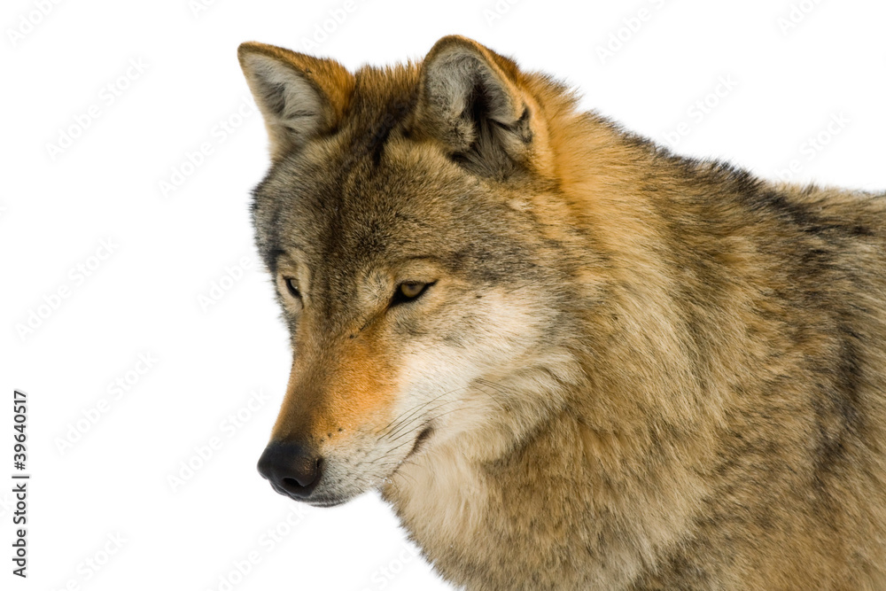 European gray wolf (Canis lupus lupus) isolated