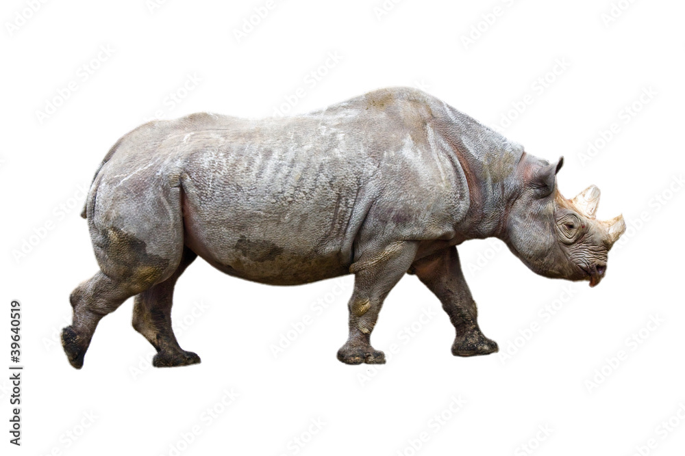 Obraz premium Black rhino or hook-lipped rhinoceros (Diceros bicornis)