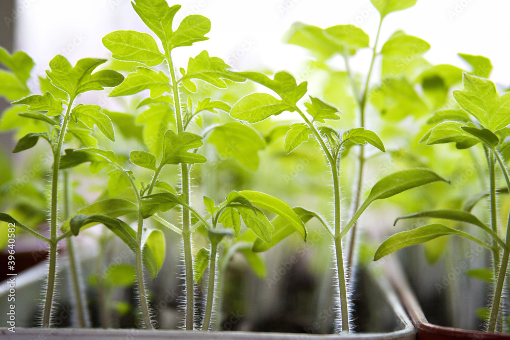 Sprouting tomato seedlings Sprouting tomato seedlings