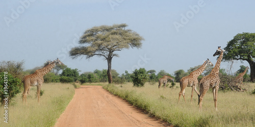 Troupeau de girafes