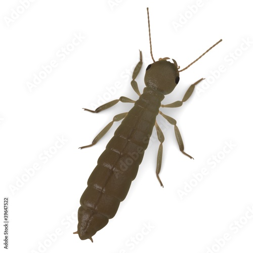 3d render of termite reproductive