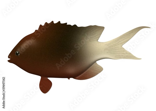 3d render of tropical fish photo