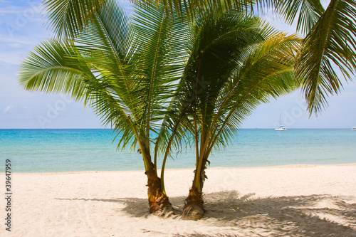 Fototapeta Naklejka Na Ścianę i Meble -  Palm trees gateway to beautiful beach