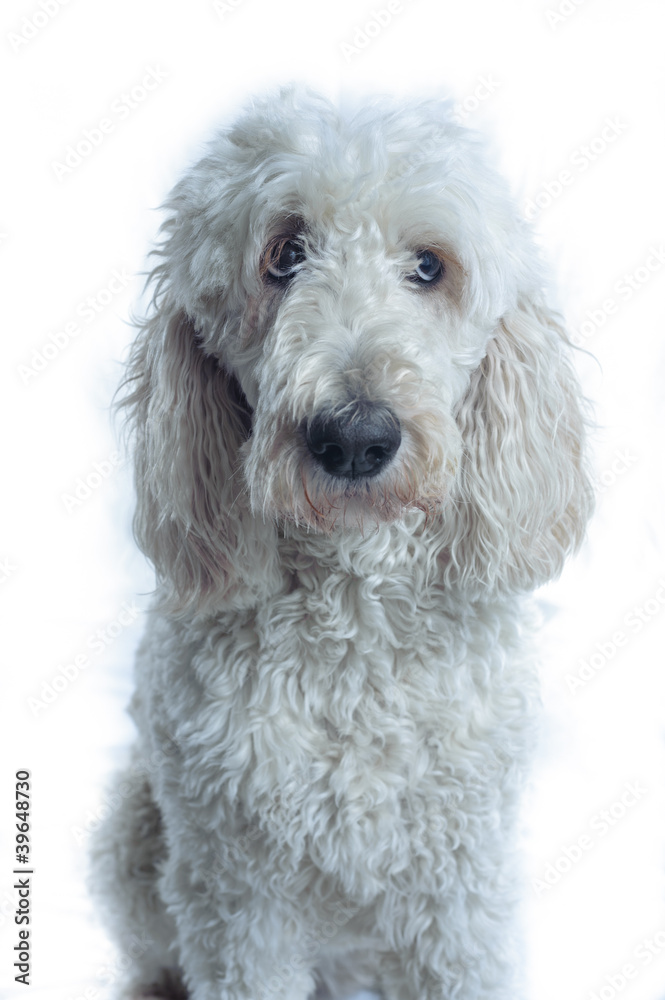 White dog looks to the right of the camera White dog looks to the right of the camera
