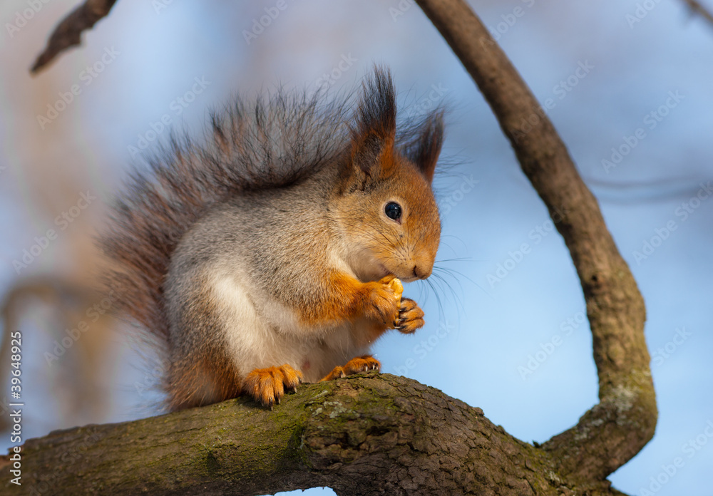 squirrel eats a nut squirrel eats a nut