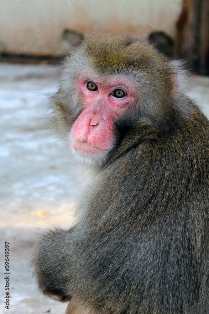 Naklejka premium japan macaque