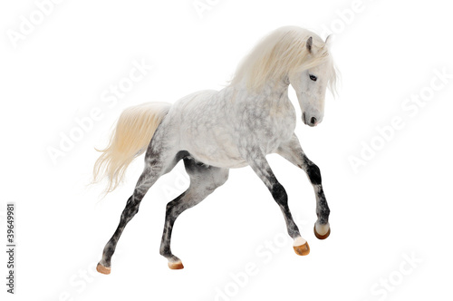 Fotografia white horse isolated