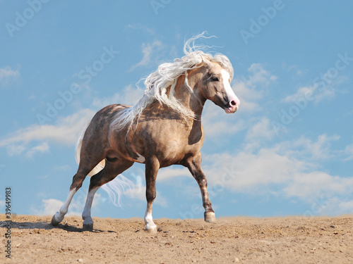 Bild auf Leinwand welsh pony free in a desert