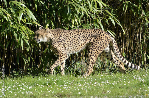 Closeup of African Cheetah