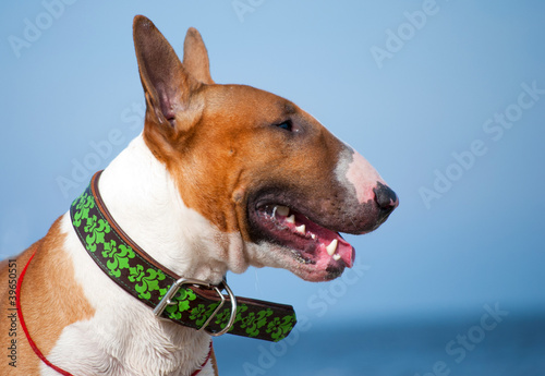 Fotografia red english bull terrier dog portrait