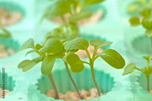 seedling soilless or hydroponic photo