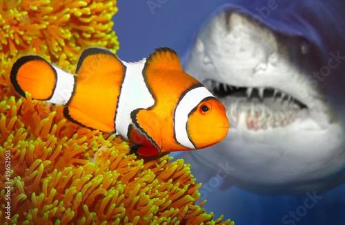 Fotografering The clownfish and attacking shark.