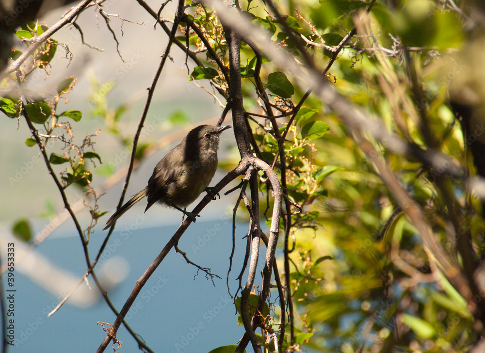 Obraz premium Oiseau Bellbird dans les branches