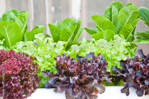 many kinds of soilless or hydroponic