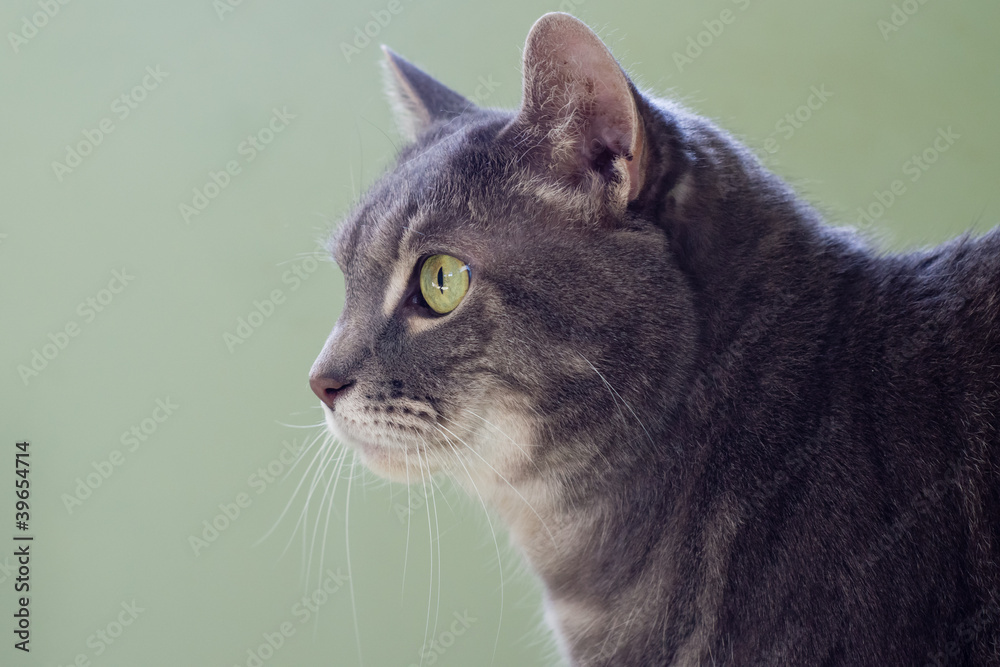 Profile of a Gray Cat