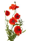 red poppies isolated on white