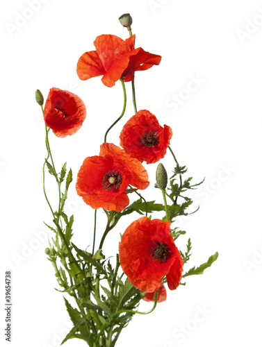 Tela red poppies isolated on white