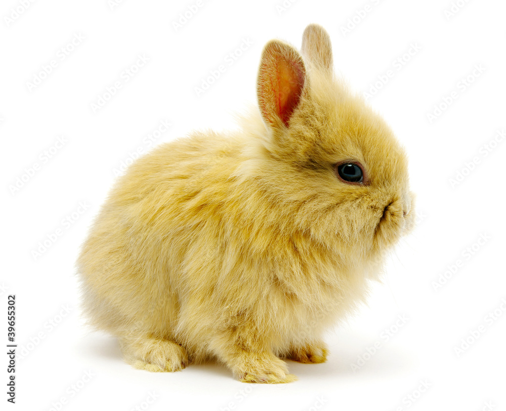 Small brown rabbit